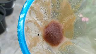 How to culture daphnia moina in a small container Part 1 English Subtitle [upl. by Carlyle90]