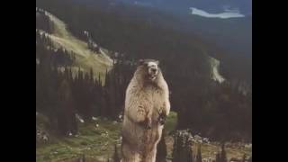 screaming marmot original marmotta che urla [upl. by Lienad]