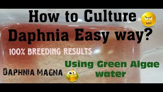 Daphnia MagnaHow to Culture Daphnia Easy wayCulturing Daphnia using Green water Daphnia [upl. by Leavitt]