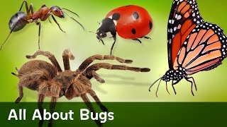 All About Bugs [upl. by Aneeroc]