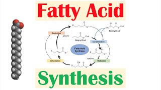 Fatty Acid Synthesis Pathway Overview Enzymes and Regulation [upl. by Trebma]