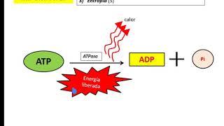 BIOENERGETICA  BIOQUIMICA energía libre entalpía entropía [upl. by Eilyak267]