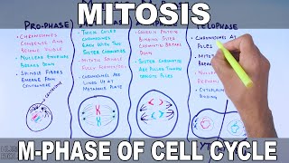 Mitosis  MPhase [upl. by Gnuhp]