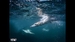 Slow Motion Gannets Underwater [upl. by Player]