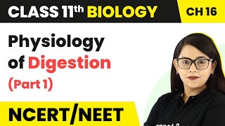 Physiology of Digestion Part 1  Digestion and Absorption  Class 11 Biology [upl. by Ikkin]