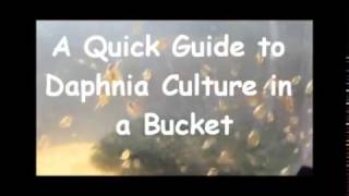 How to culture daphnia outside [upl. by Theurer]