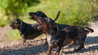 DACHSHUND BARKING  DACHSHUND HOWLING AND BARKING COMPILATION 2016 [upl. by Dnob]