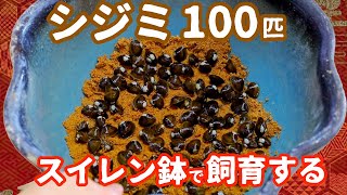 グリーンウォーターを浄化した しじみ100匹 スイレン鉢で飼育する【淡水しじみ】 [upl. by Anitnas]