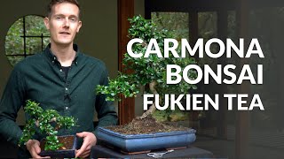 Carmona Bonsai care Fukien tea [upl. by Neurath]