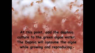 Daphnia  How to grow daphnia in your home [upl. by Siuluj]