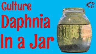 How to Culture Daphnia in a Jar [upl. by Nnayllehs579]