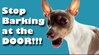 Stop barking at the door  Dog Training [upl. by Rma]