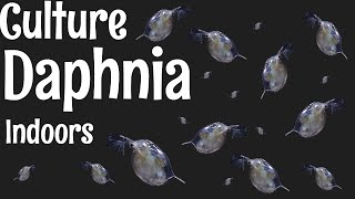 How to Culture Daphnia [upl. by Swayne]