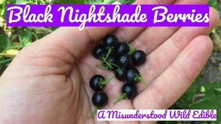 Black Nightshade Berries A Misunderstood Wild Edible [upl. by Lavinia]