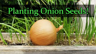 Planting Onion Seeds For Beginners [upl. by Dnomhcir]