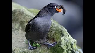 Auklets [upl. by Sheya]