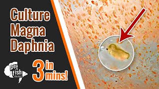 How to culture DAPHNIA MAGNA  The easy way [upl. by Klein]