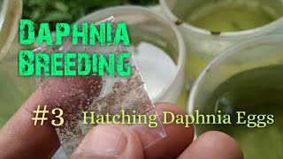 Daphnia Culture made simple and easy 3  Hatching Daphnia eggs [upl. by Aihsemak]