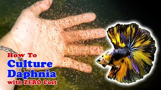 How to Culture Daphnia with ZERO Cost  Unlimited Live Food For Our Fish [upl. by Asiat]