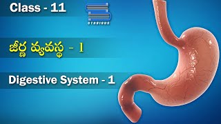 జీర్ణ వ్యవస్థ  Digestive System Part 1 Digestion and Absorption  Class 11 Biology in Telugu [upl. by Oeramed]