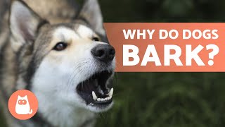 10 Reasons Why Dogs BARK 🐶 Dog BARKING Explained [upl. by Hpesoj]