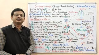 Diabetes Mellitus Part10 Mechanism of Action of Sulfonylurease  Antidiabetic Drugs  Diabetes [upl. by Dawson]