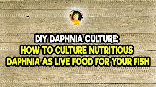 DIY Daphnia Culture How to Culture Nutritious Daphnia as Live Food for Your Fish [upl. by Alec440]