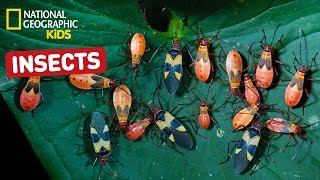 Find Out About Insects  Nat Geo Kids Insects Playlist [upl. by Herald]