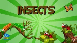 Insects  Educational Videos for Kids [upl. by Nylasej]