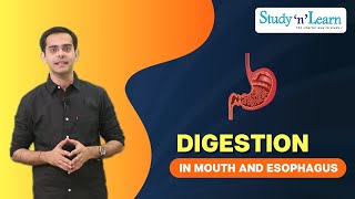 Digestion in Mouth and oesophagus  Biology  Science Lesson [upl. by Ephrem]