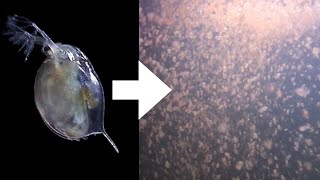 How I Culture Daphnia [upl. by Llenrod]