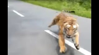 Motorcyclists flee from tiger chasing them in wildlife sanctuary in Kerala India I ABC7 [upl. by Arries]