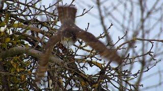 Sparrowhawk hunting at the bird feeder and eating Kobac lov Sparrowhawk attack [upl. by Anatole]