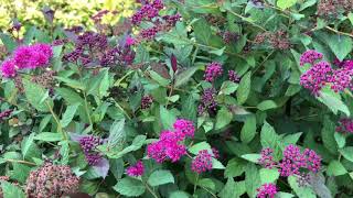 DOUBLE PLAY® Pink Spiraea  wwwgardencrossingscom [upl. by Fedora701]