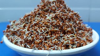 How to sprout ragi and use it Ragi sprout flour wightloss recipe How to germinate millets [upl. by Riem]