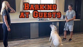 Does your dog bark at people coming to the house [upl. by Bonucci]