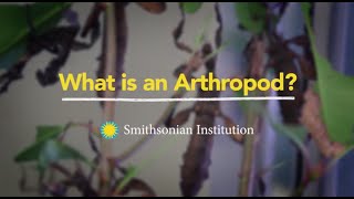 What is an Arthropod [upl. by Ardnuasak835]