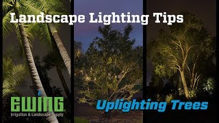 Landscape Lighting Tips  Uplighting Trees [upl. by Boyce540]