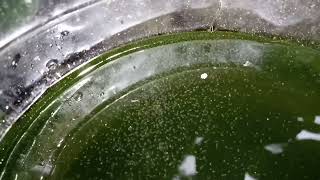 DAPHNIA MOINA CULTURE IN A SMALL BUCKET [upl. by Rinaldo958]