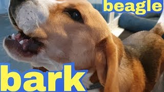 Cute Beagle Barks [upl. by Enelrahc500]