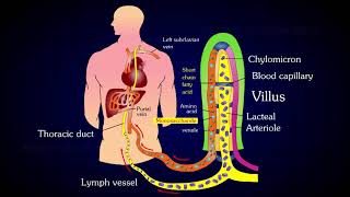 Structure of Villi  Absorption and Assimilation  Villus [upl. by Gabe706]