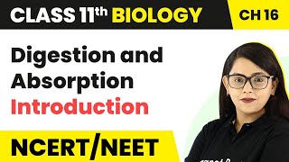 Digestion and Absorption  Introduction  Class 11 Biology [upl. by Atekihs956]