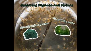 How To Culture Daphnia and Moinas using Green Water Spirulina powder [upl. by Edaj55]