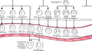 Haematopoesis and Myeloproliferative Disorder  Overview [upl. by Alguire]