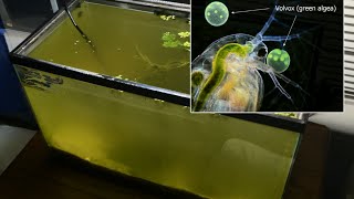 Raising Daphnia for the Freshwater Aquarium [upl. by Lina]