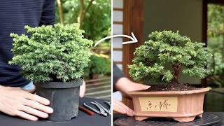 How to make a Bonsai tree [upl. by Sigismond]