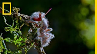 Zombie Parasite Cordyceps Fungus Takes Over Insects Through Mind Control  National Geographic [upl. by Ardelle933]