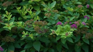 Spiraea japonica  Japanese Spirea [upl. by Tod389]