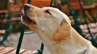 LABRADOR BARKING  LABRADOR HOWLING AND BARKING COMPILATION 2016 [upl. by Armington]