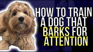 HOW TO TRAIN A DOG THAT BARKS FOR ATTENTION [upl. by Adnalro]